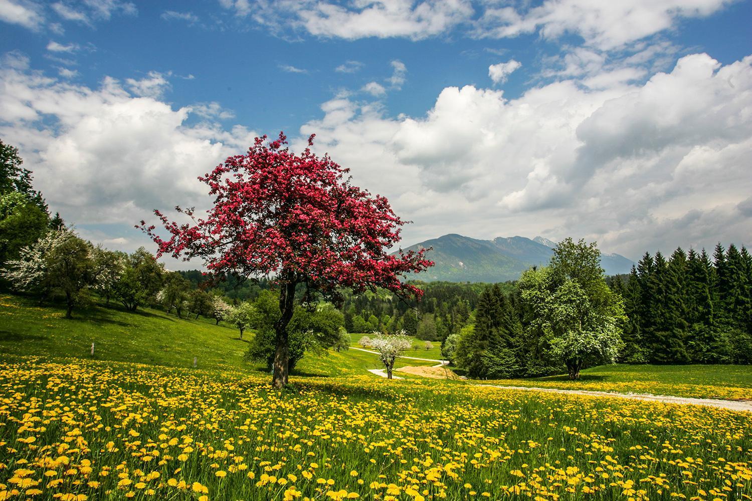 Goldenfields Apartment Kranj Zewnętrze zdjęcie